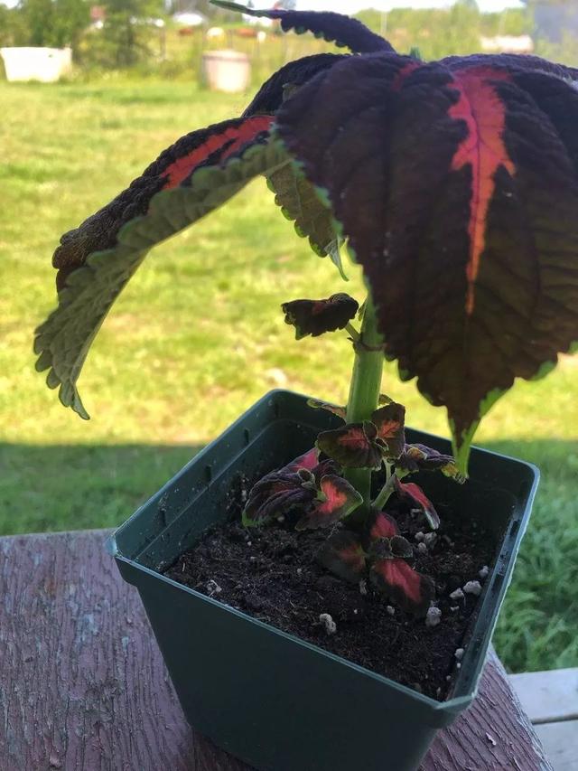 彩叶草叶子斑斓，没想到花朵还挺好看，这观叶植物美不可方物