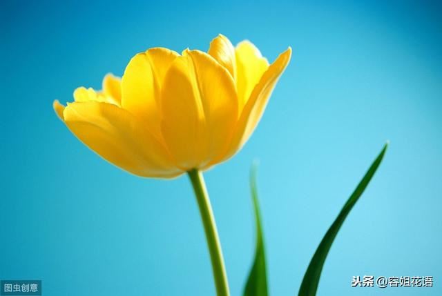 郁金香的繁殖方法有哪些？又该如何养护？
