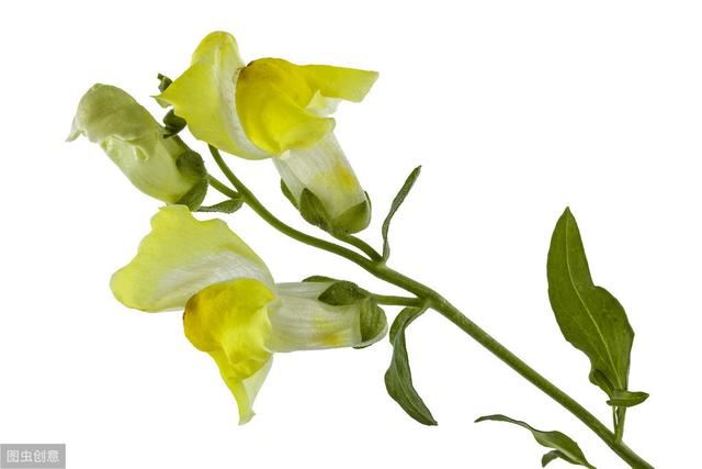 你养的花适合摘心吗？判断完这3点后再摘，植株粗壮茂密开花更多
