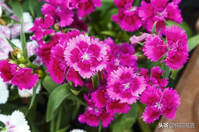 石竹花，植株倒伏、花量少？养殖学会这几点，四季盛开花多色艳