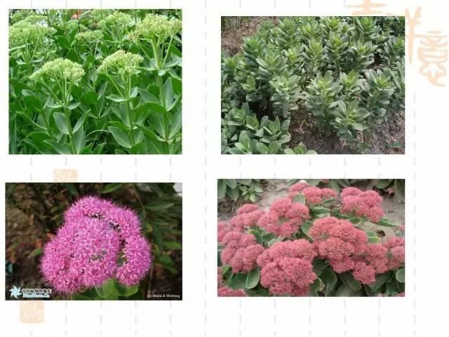 130种·常用园林植物集锦，全，全，是真全