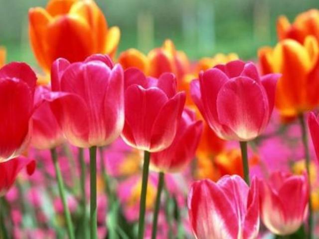 又到了买球的季节了——球根花卉详解
