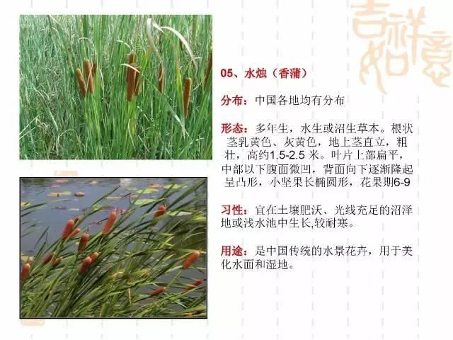 130种·常用园林植物集锦，全，全，是真全