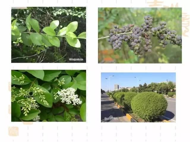 130种·常用园林植物集锦，全，全，是真全