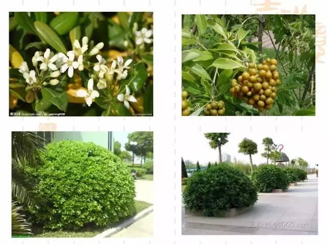 130种·常用园林植物集锦，全，全，是真全