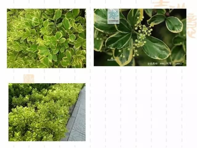 130种·常用园林植物集锦，全，全，是真全
