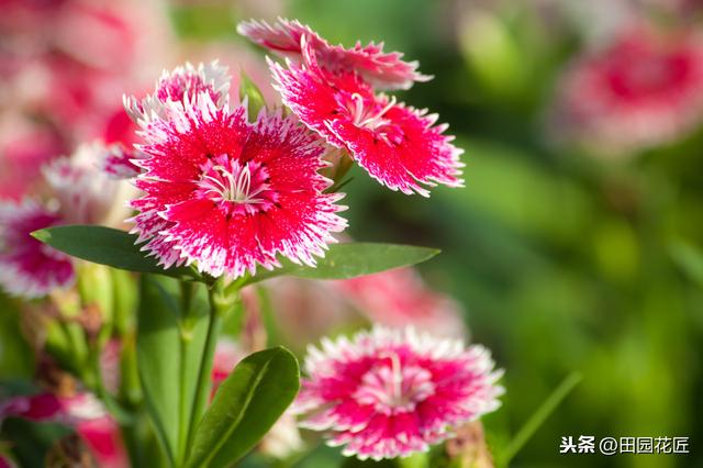 石竹花，植株倒伏、花量少？养殖学会这几点，四季盛开花多色艳