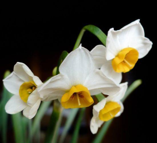 又到了买球的季节了——球根花卉详解