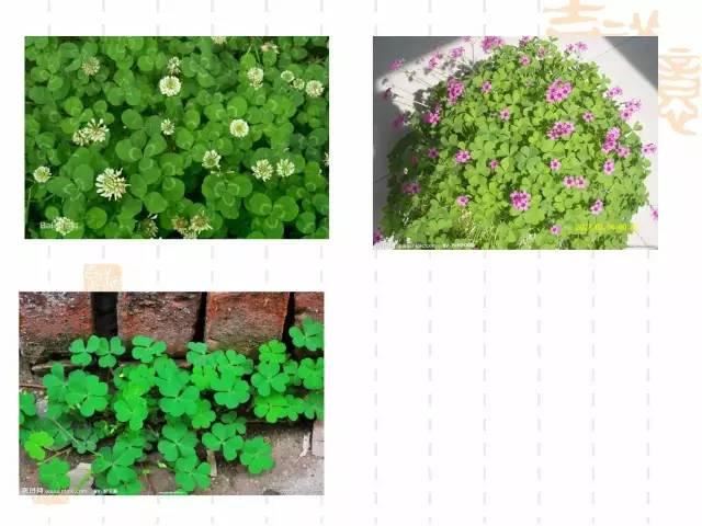 130种·常用园林植物集锦，全，全，是真全