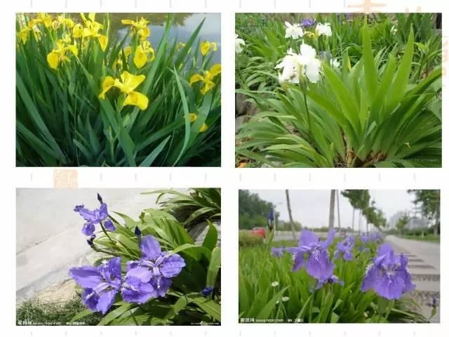 130种·常用园林植物集锦，全，全，是真全
