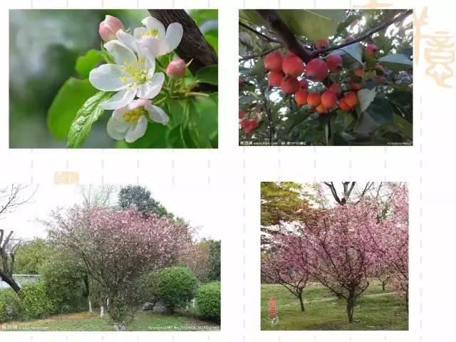 130种·常用园林植物集锦，全，全，是真全