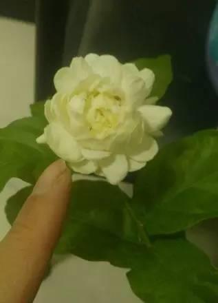 家庭养花，什么品种最好养活且鲜艳？