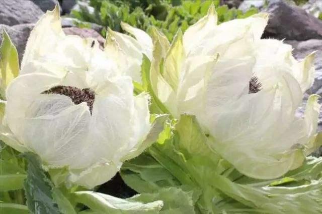 天山名贵“雪莲花”，盆栽养护“4大诀窍”，能养好的都是大神