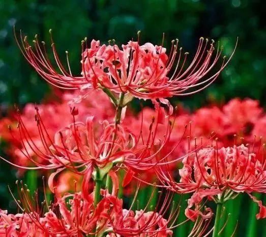 又到了买球的季节了——球根花卉详解