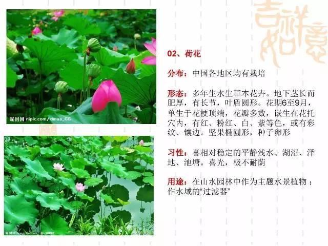 130种·常用园林植物集锦，全，全，是真全
