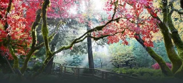 世界著名花园赏析——色彩和逻辑之美