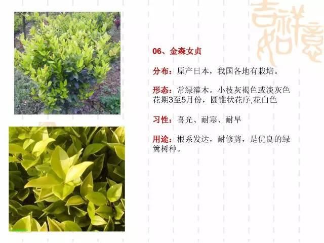 130种·常用园林植物集锦，全，全，是真全