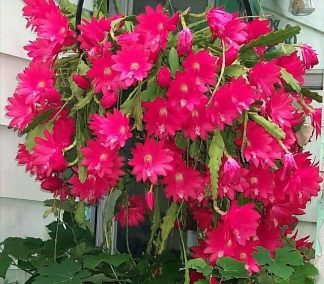 养令箭荷花，只长叶子“不开花”，这几个方面没做对
