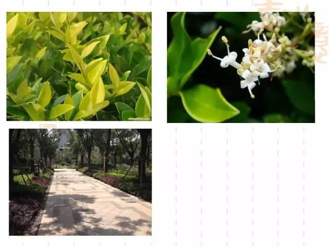 130种·常用园林植物集锦，全，全，是真全