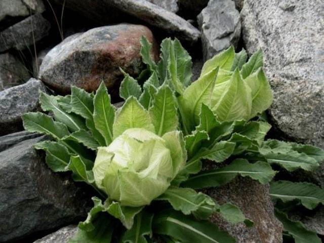 天山名贵“雪莲花”，盆栽养护“4大诀窍”，能养好的都是大神