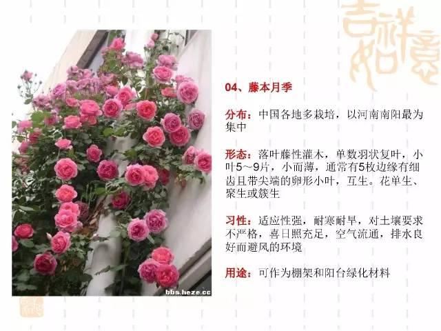 130种·常用园林植物集锦，全，全，是真全