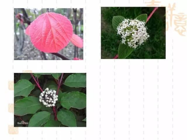 130种·常用园林植物集锦，全，全，是真全
