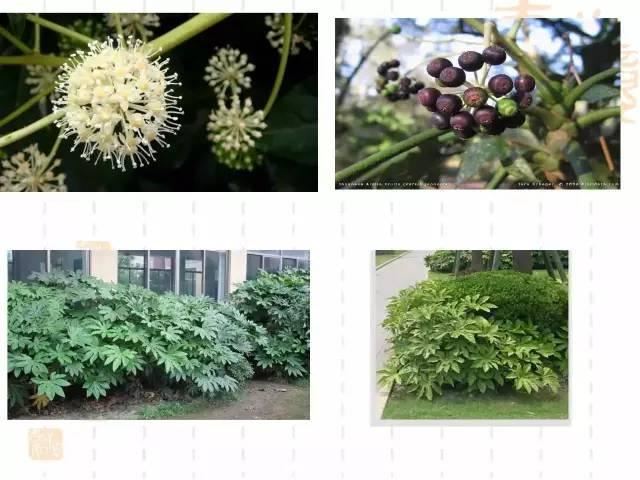 130种·常用园林植物集锦，全，全，是真全