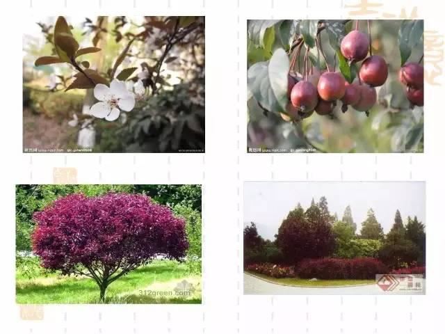 130种·常用园林植物集锦，全，全，是真全