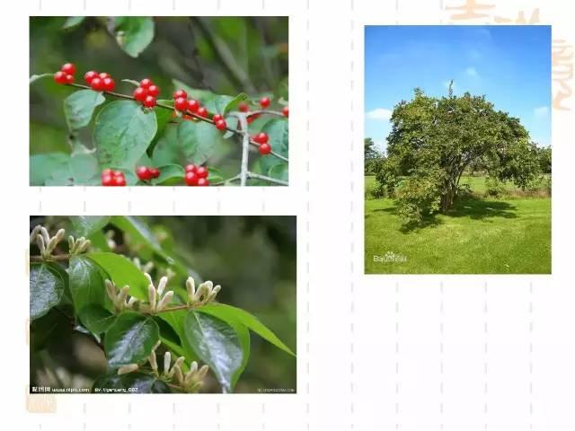 130种·常用园林植物集锦，全，全，是真全