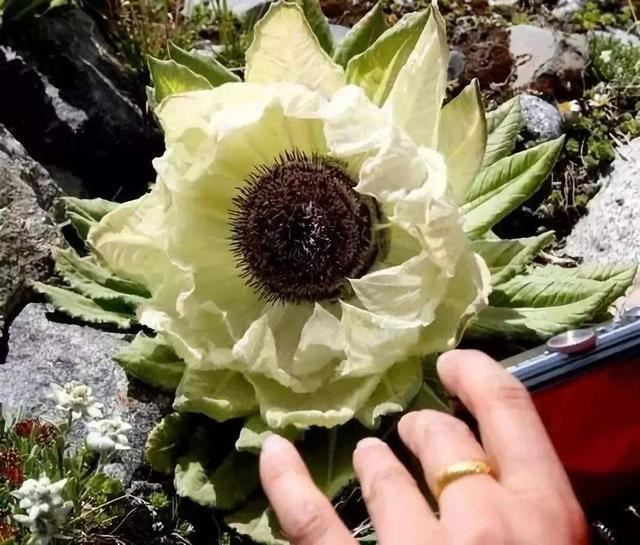 天山名贵“雪莲花”，盆栽养护“4大诀窍”，能养好的都是大神