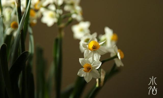 又到了买球的季节了——球根花卉详解