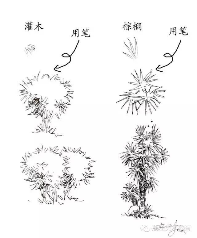 最常用植物手绘技法示例，停工不停学