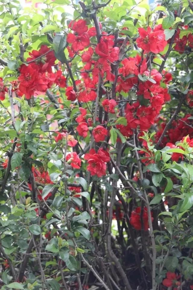 花朵贴在枝条上生长开的贴梗海棠，适合北方的花友养