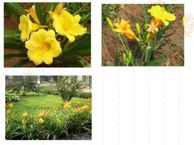 130种·常用园林植物集锦，全，全，是真全