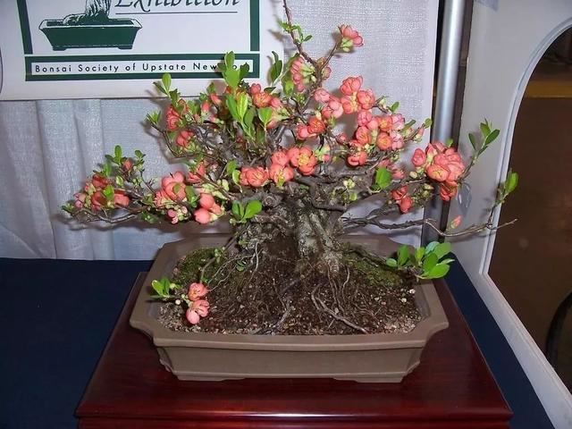花朵贴在枝条上生长开的贴梗海棠，适合北方的花友养