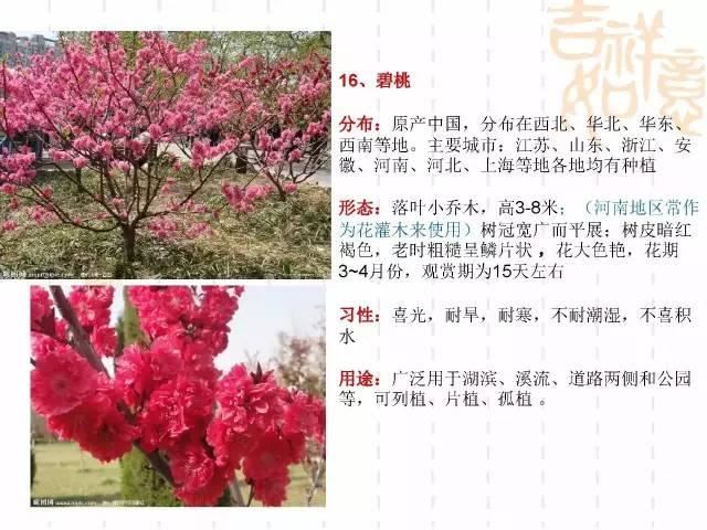 130种·常用园林植物集锦，全，全，是真全