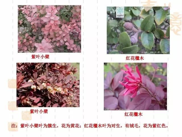 130种·常用园林植物集锦，全，全，是真全