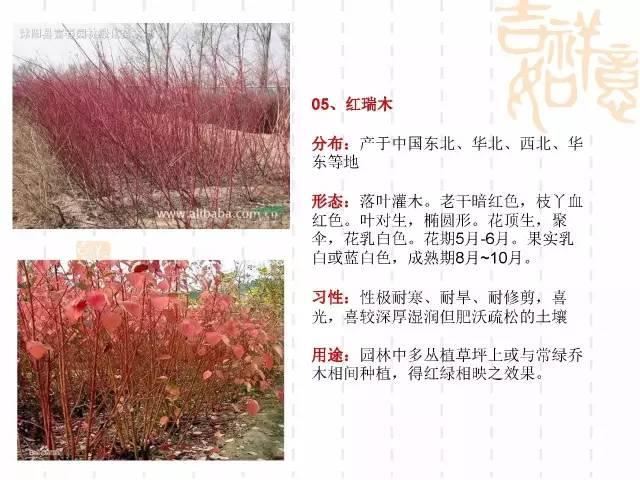 130种·常用园林植物集锦，全，全，是真全