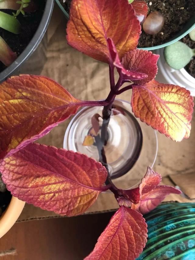 彩叶草叶子斑斓，没想到花朵还挺好看，这观叶植物美不可方物