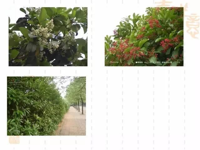 130种·常用园林植物集锦，全，全，是真全