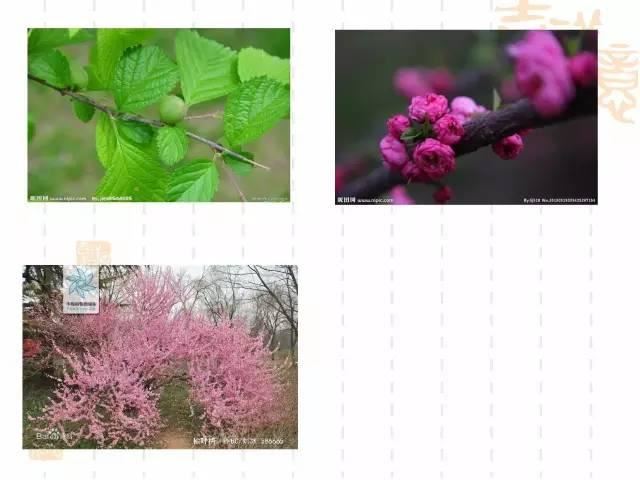 130种·常用园林植物集锦，全，全，是真全
