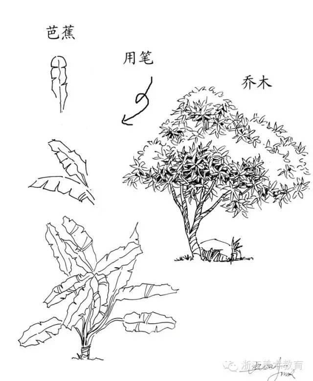最常用植物手绘技法示例，停工不停学