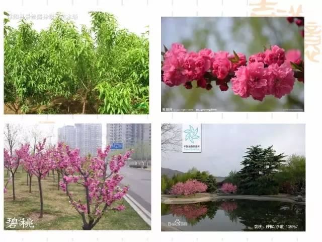 130种·常用园林植物集锦，全，全，是真全