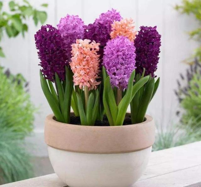 这花一簇簇盛开，水里土里都能活，冬天也能呼呼长花苞