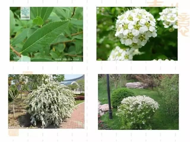 130种·常用园林植物集锦，全，全，是真全