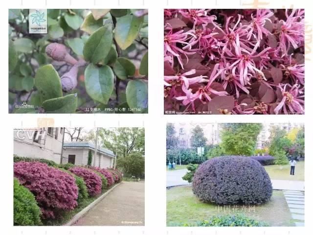 130种·常用园林植物集锦，全，全，是真全