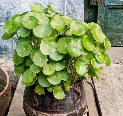 不会养铜钱草，跟着小花匠这么做，茎秆粗壮，叶片大又绿，挤满盆