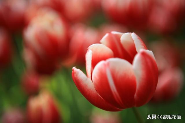 郁金香的繁殖方法有哪些？又该如何养护？