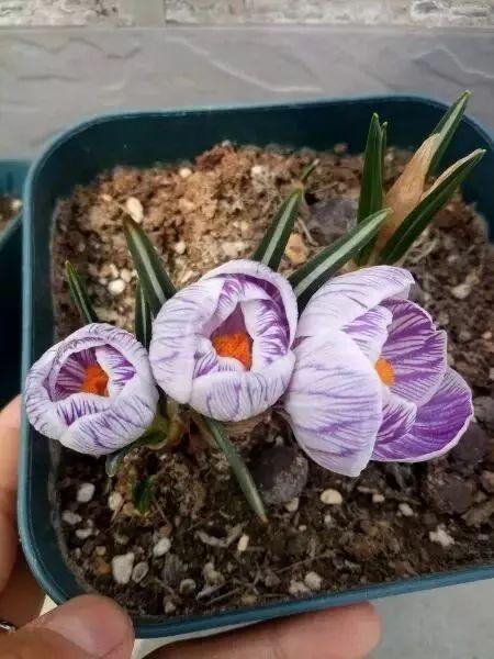 又到了买球的季节了——球根花卉详解
