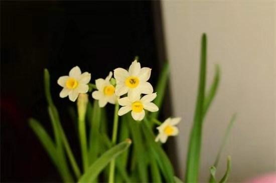 冬季如何防止花冻死，五个方法让花越冬